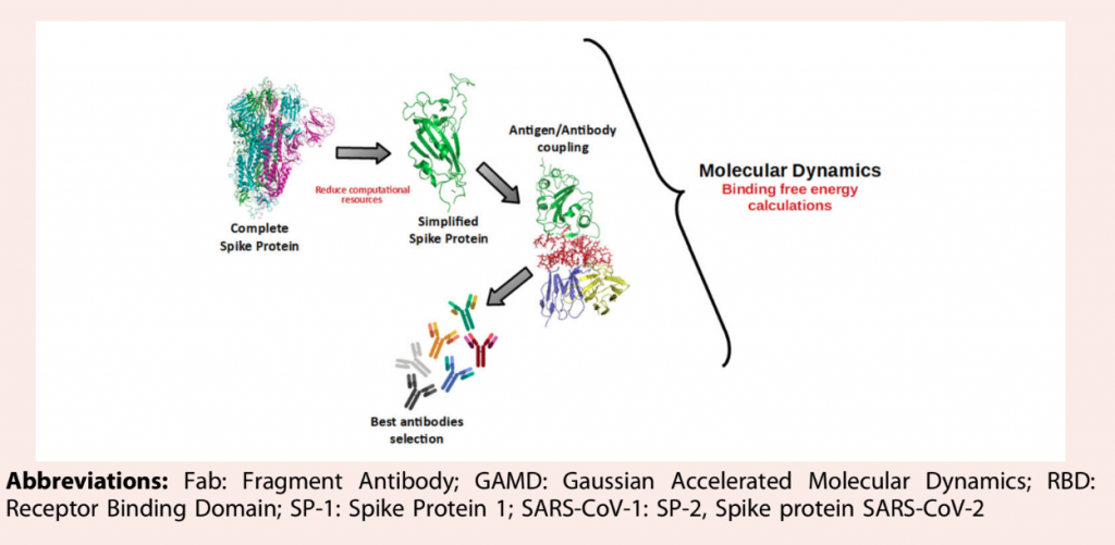 Uso de modelos simplificados para la predicción teórica de las interacciones entre los anticuerpos disponibles y el dominio de unión al receptor de la proteína espiga del SARS-CoV-2